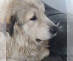 Small Photo #1 Great Pyrenees Puppy For Sale in BETHLEHEM, CT, USA
