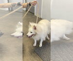 Small #1 American Eskimo Dog