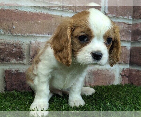 Medium Photo #5 Cavalier King Charles Spaniel Puppy For Sale in MOBERLY, MO, USA