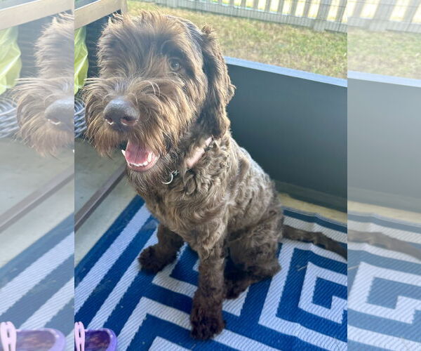 Medium Photo #6 Labrador Retriever-Unknown Mix Puppy For Sale in Valrico, FL, USA