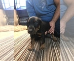 Small Photo #5 Doberman Pinscher Puppy For Sale in LINCOLN PARK, MI, USA