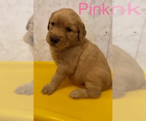 Golden Retriever Puppy for sale in CURRY, ID, USA