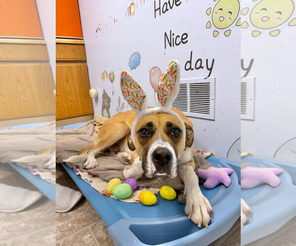 Medium Photo #4 Anatolian Shepherd Puppy For Sale in Gilberts, IL, USA