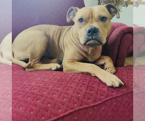 American Pit Bull Terrier-Bulldog Mix Dogs for adoption in Princeton, MN, USA