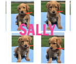 Small Photo #2 Labradoodle Puppy For Sale in BOWLING GREEN, KY, USA