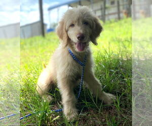 Goldendoodle Dogs for adoption in Pacolet, SC, USA