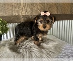 Small #2 Yorkshire Terrier