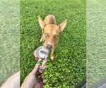 Small Australian Kelpie Mix