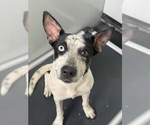 Mutt Dogs for adoption in Fayetteville, NC, USA