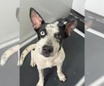 Small Mutt