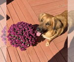 Small #1 Golden Retriever Mix