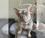 Small #1 French Bulldog