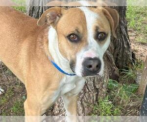 Labrador Retriever-Unknown Mix Dogs for adoption in Waco, TX, USA