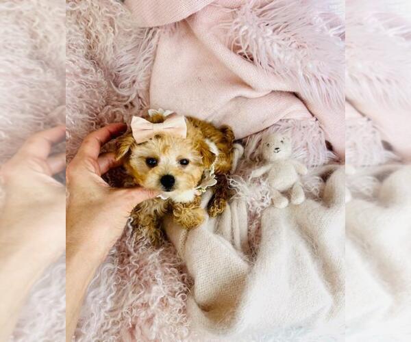 Medium Photo #6 Maltipoo (Toy) Puppy For Sale in JACKSONVILLE, FL, USA