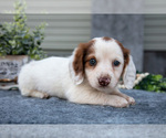 Small #1 Dachshund
