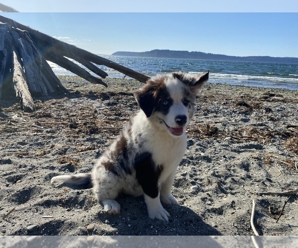 Medium Photo #12 Border Collie Puppy For Sale in EVERETT, WA, USA