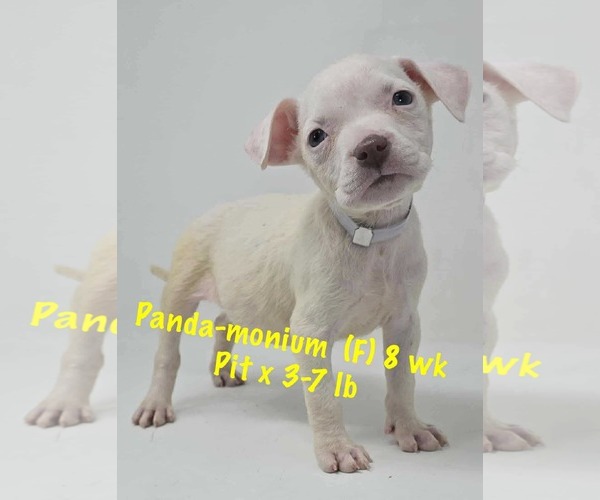 Medium Photo #5 Staffordshire Bull Terrier-Unknown Mix Puppy For Sale in pomfret, CT, USA