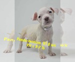 Small #4 Staffordshire Bull Terrier Mix