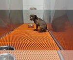 Small American Pit Bull Terrier