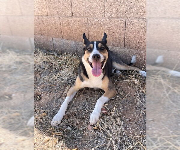 Medium Photo #8 Australian Kelpie-Siberian Husky Mix Puppy For Sale in Chandler, AZ, USA