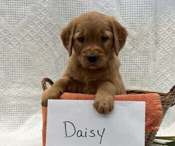 Medium Photo #2 Golden Retriever Puppy For Sale in OWEN, WI, USA