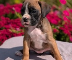Puppy Oakley Boxer
