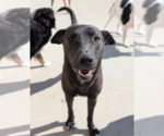 Small #1 Australian Kelpie