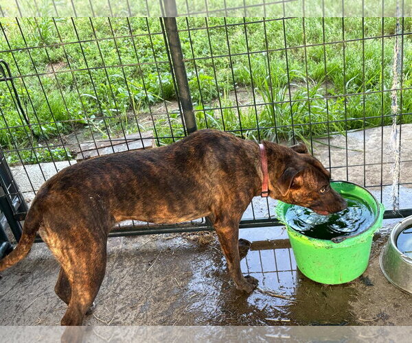 Medium Photo #3 Labrador Retriever-Unknown Mix Puppy For Sale in Farmerville, LA, USA