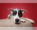Small #3 American Pit Bull Terrier