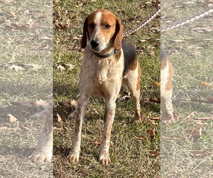 English Foxhound-Unknown Mix Dogs for adoption in Rustburg, VA, USA
