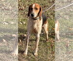 Small English Foxhound Mix