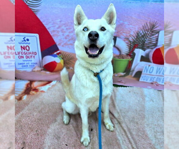 Medium Photo #1 Siberian Husky Puppy For Sale in Long Beach, CA, USA