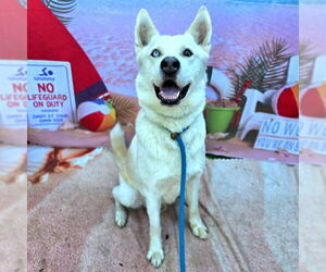 Siberian Husky Dogs for adoption in Long Beach, CA, USA