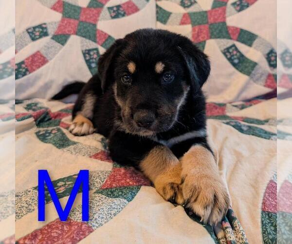Medium Photo #1 Retriever -Unknown Mix Puppy For Sale in Calgary, Alberta, Canada