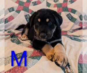 Retriever -Unknown Mix Dogs for adoption in Calgary, Alberta, Canada