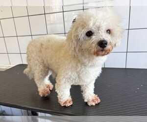 Poodle (Miniature)-Unknown Mix Dogs for adoption in Downey, CA, USA