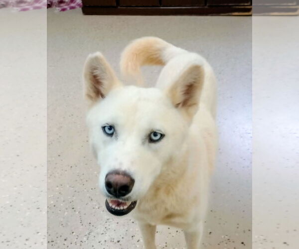 Medium Photo #4 - Mix Puppy For Sale in York, SC, USA