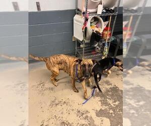 Holland Shepherd-Unknown Mix Dogs for adoption in Tallahassee, FL, USA