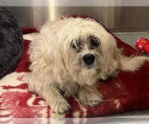 Cairn Terrier-Petit Basset Griffon Vendeen Mix Dogs for adoption in Orange, CA, USA