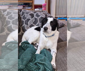 Borador Dogs for adoption in Salt Lake City, UT, USA