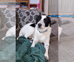 Dos - Female Borador Dog for Adoption - Small photo