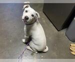 CHEESE - Female Mutt Dog for Adoption - Small photo