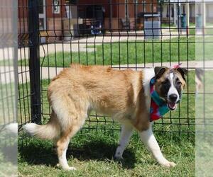 Collie-Unknown Mix Dogs for adoption in San Antonio, TX, USA