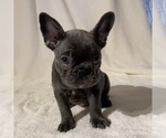 Small Photo #3 French Bulldog Puppy For Sale in BOAZ, AL, USA