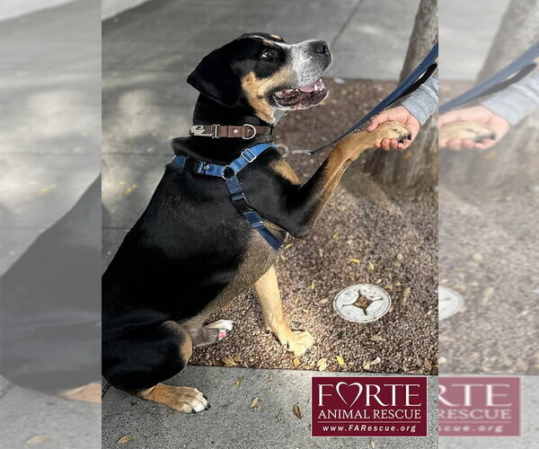 Medium Photo #6 Greater Swiss Mountain Dog Puppy For Sale in Marina del Rey, CA, USA