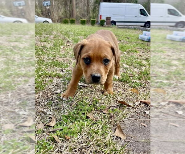 Medium Photo #4 Labrador Retriever-Unknown Mix Puppy For Sale in Brewster, NY, USA