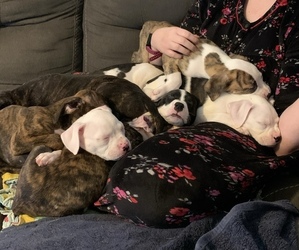 American Bully-Boxer Mix Litter for sale in PORTSMOUTH, VA, USA