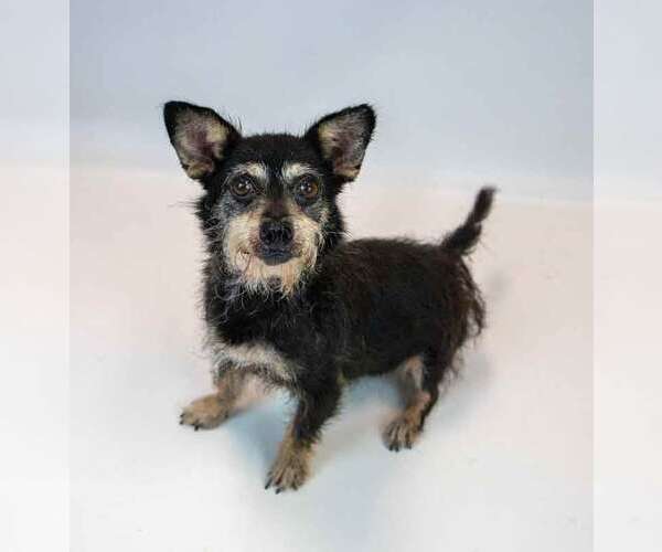 Medium Photo #6 Dachshund-Unknown Mix Puppy For Sale in Kennesaw, GA, USA