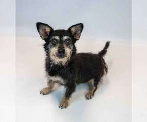 Letty - Female Dachshund-Unknown Mix Dog for Adoption - Photo #6