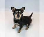 Small #5 Dachshund Mix